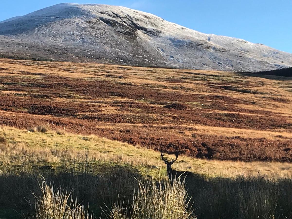 Rowan Cottage, Crannachcottages Garve Exteriör bild